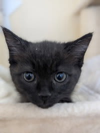 Photo of Rosie
