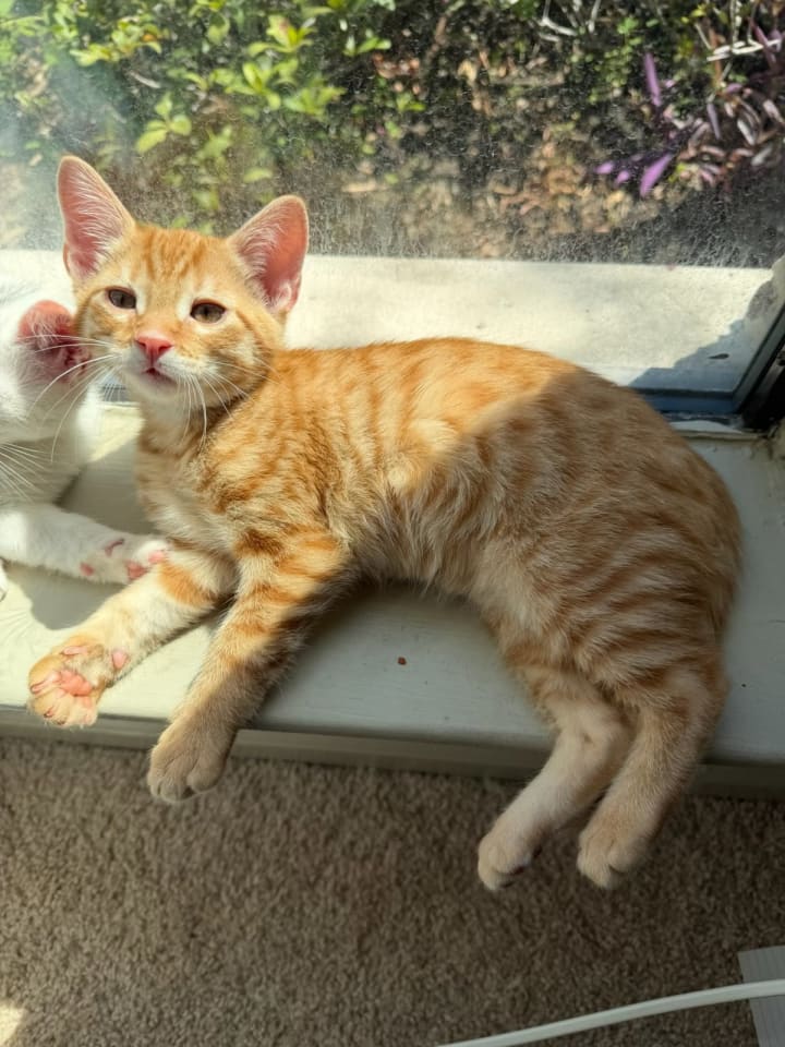 Photo of CHEDDAR