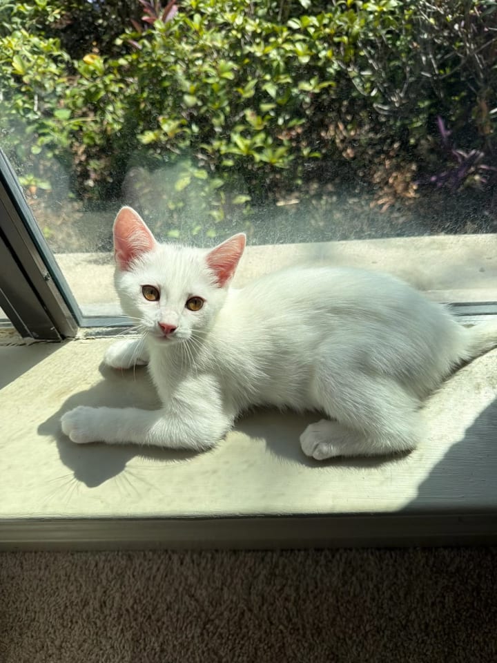 Photo of Lucky