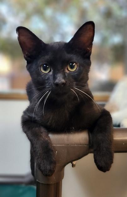 Photo of Kitten 27921 (Turbo)