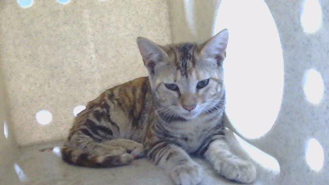 Photo of Cat