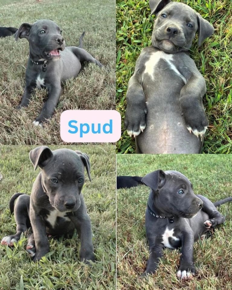 Photo of Spud (corso crew 2026)