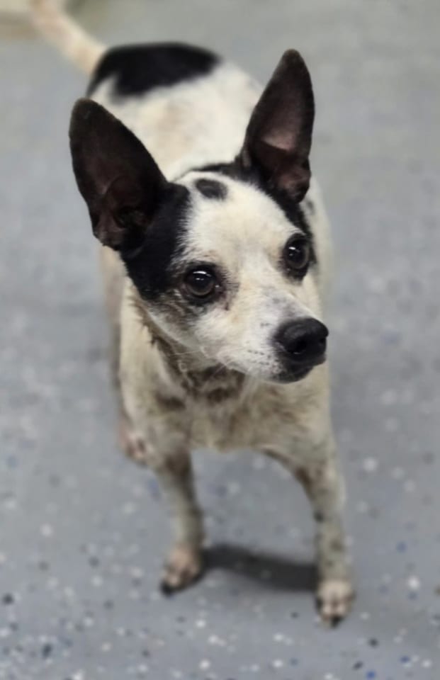 Photo of Spot