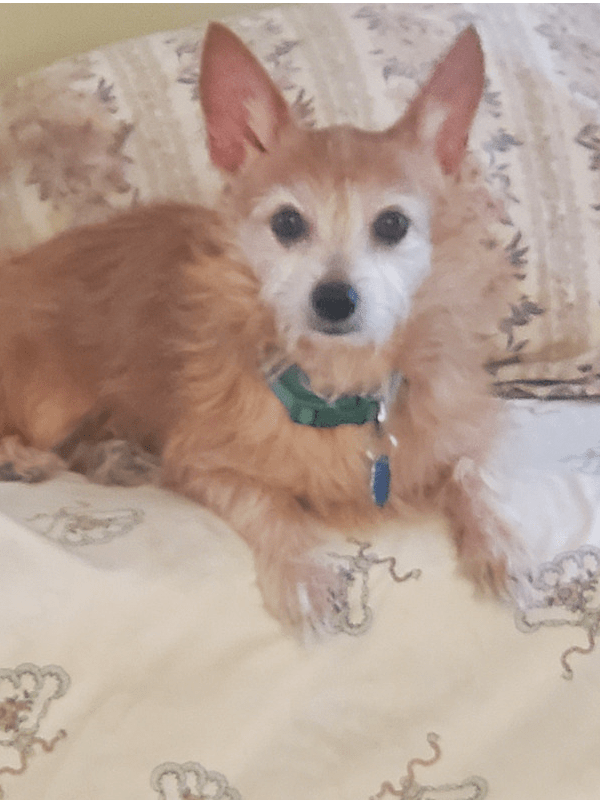 Photo of Harley