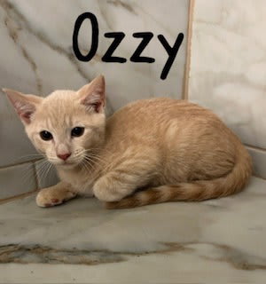 Photo of Ozzy