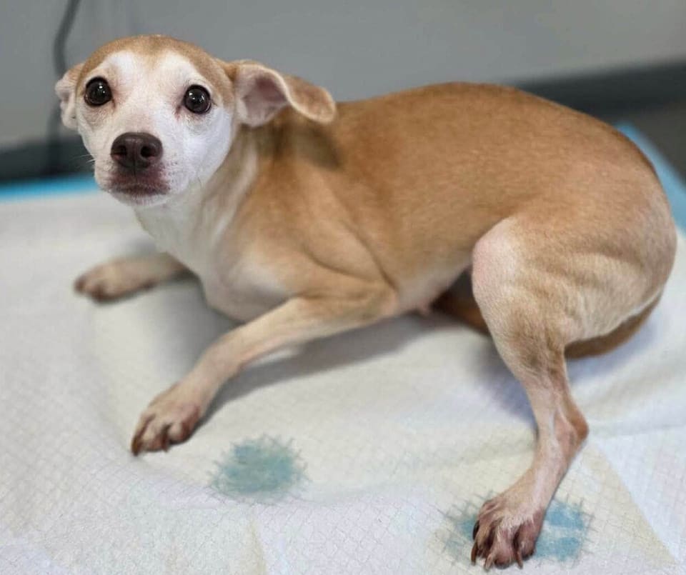 Photo of Darci (AL)