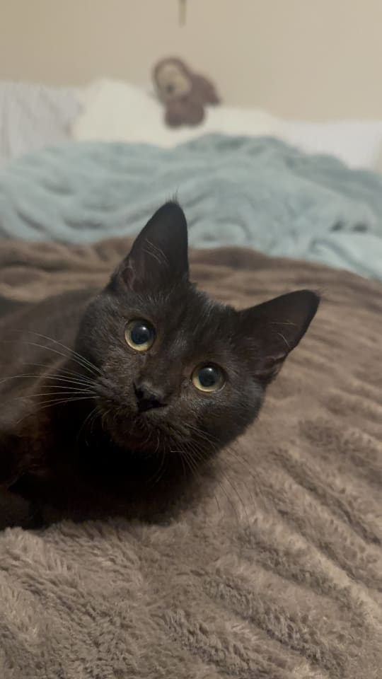 Photo of Abracadabra (Abby)
