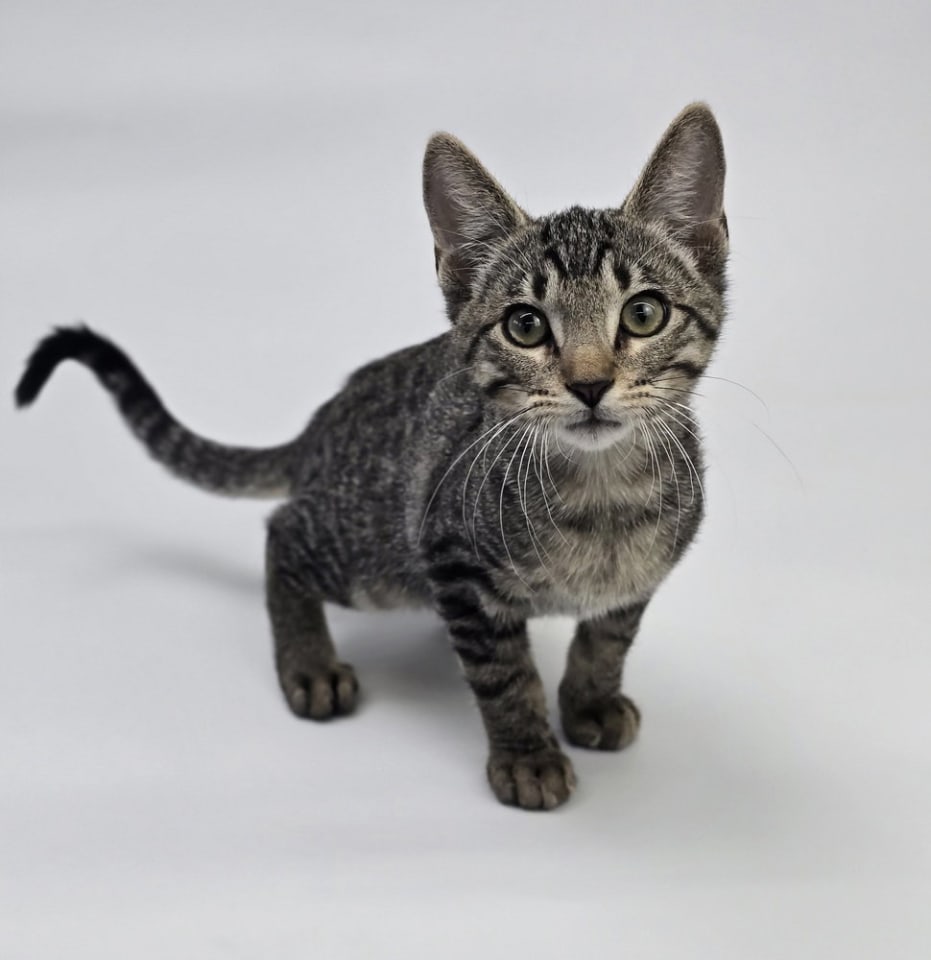 Photo of Bobble