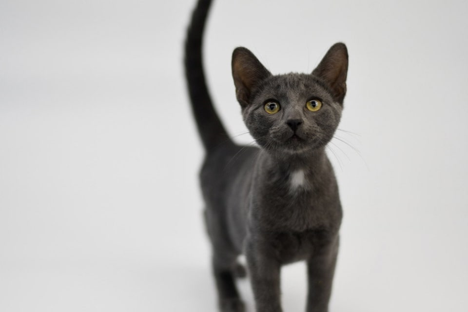 Photo of Clank