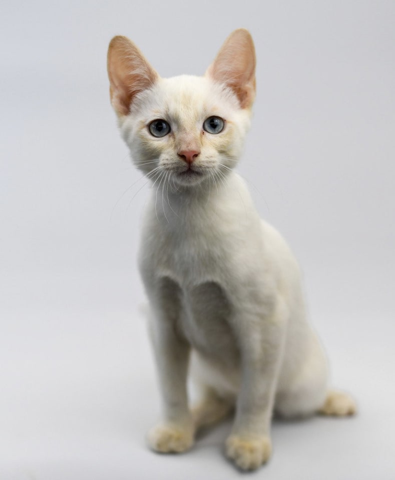 Photo of Silvermist
