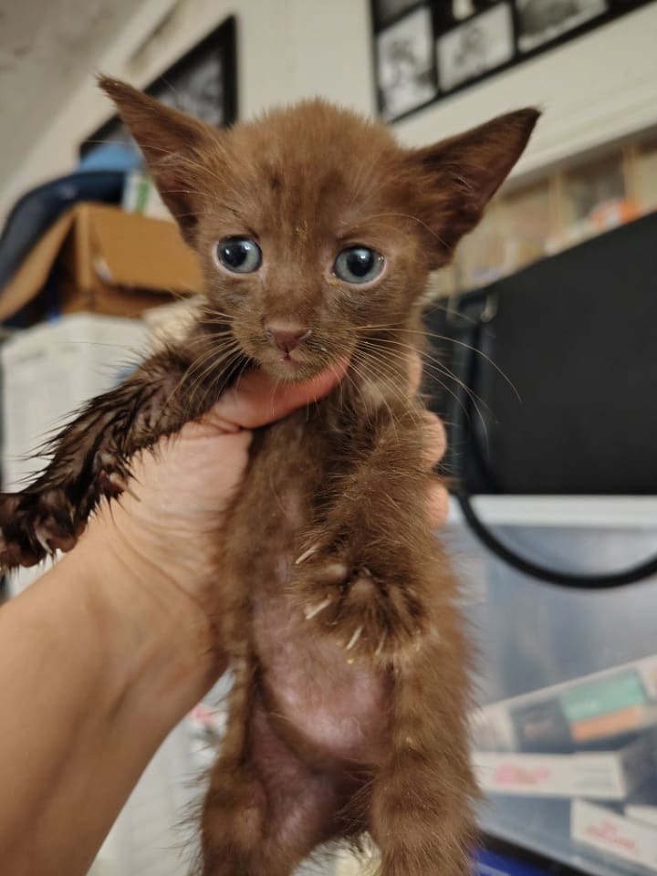 Photo of Ember