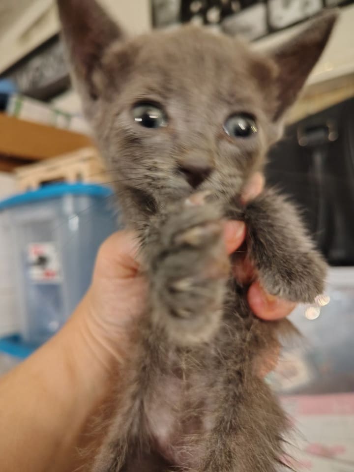 Photo of Soot