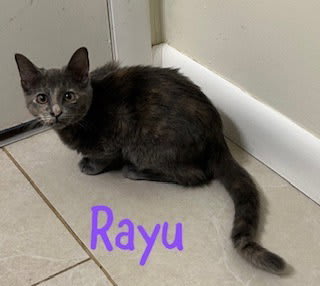 Photo of Rayu