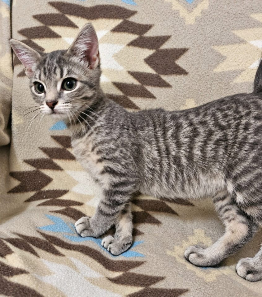 Photo of Maverick