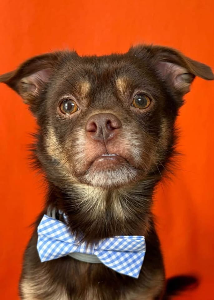 Photo of Copper