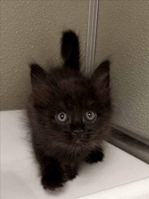 Photo of Bammy