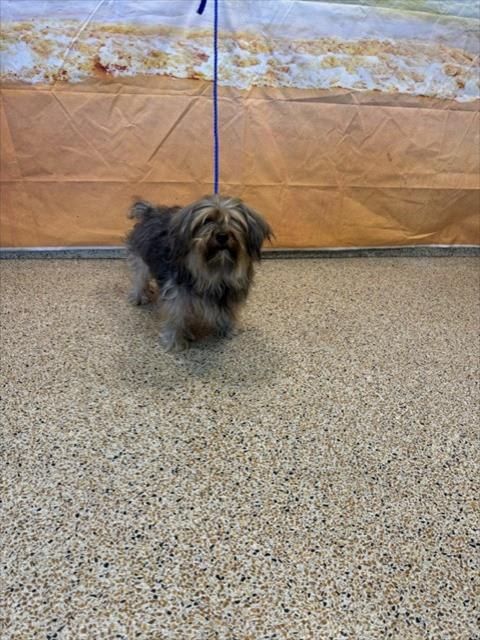 Photo of BENJI