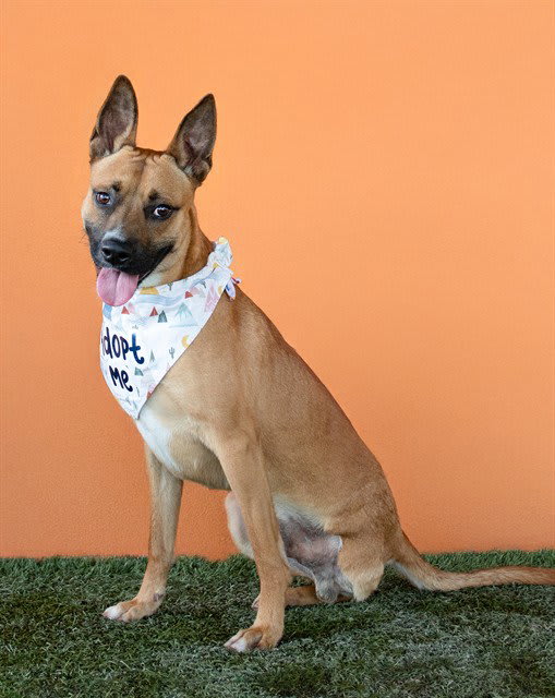 Photo of TANGO