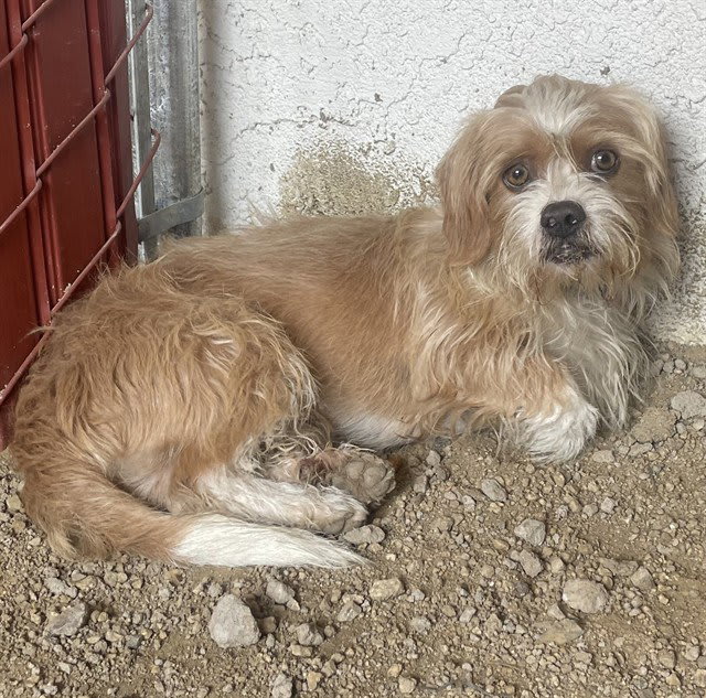Photo of SCOOTER