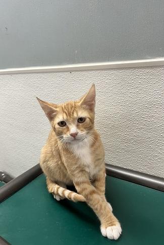 Photo of Kitten 27954 (Chuckie)