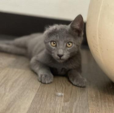 Photo of Kitten 28000 (Little Foot)