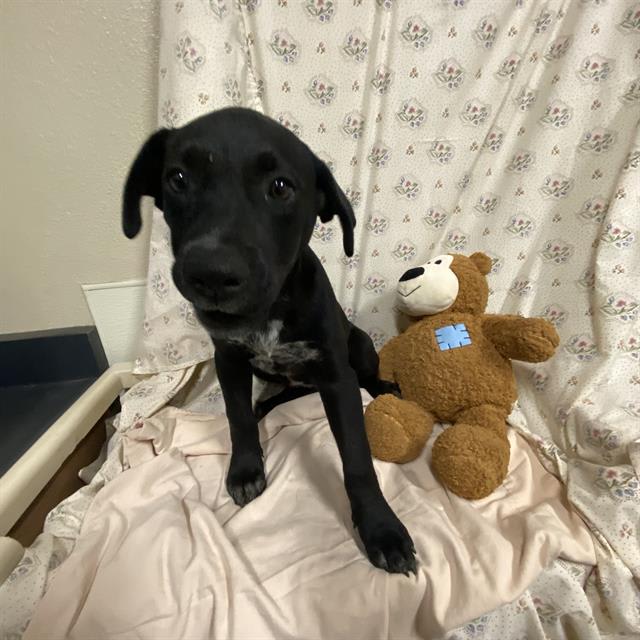 Photo of Dog