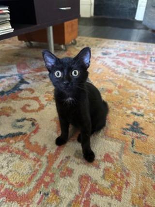 Photo of KITTEN CARLITA