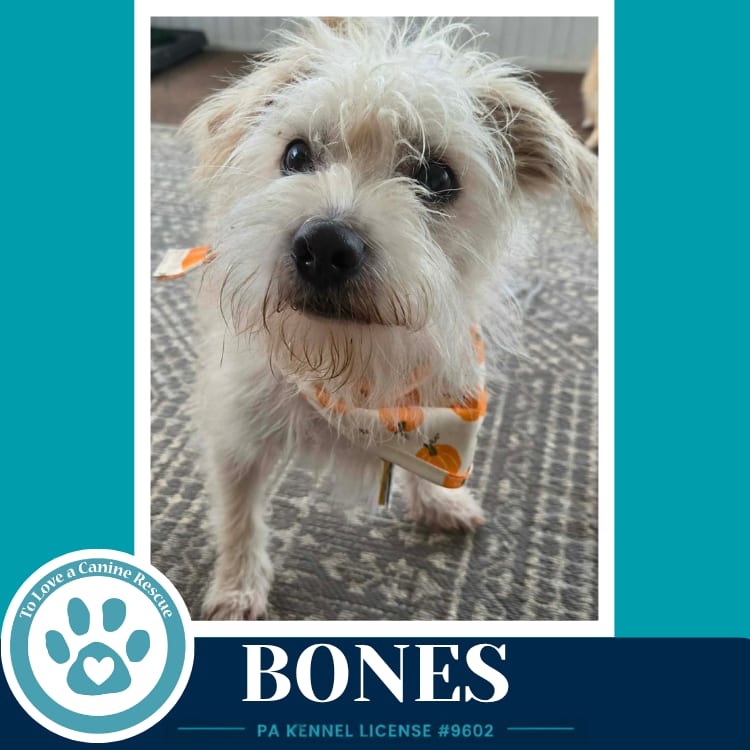 Photo of Bones 091926