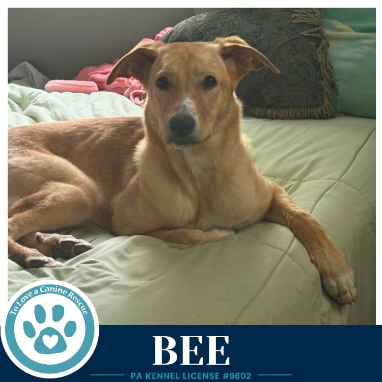 Photo of Bee (Bee's Knees) 091926