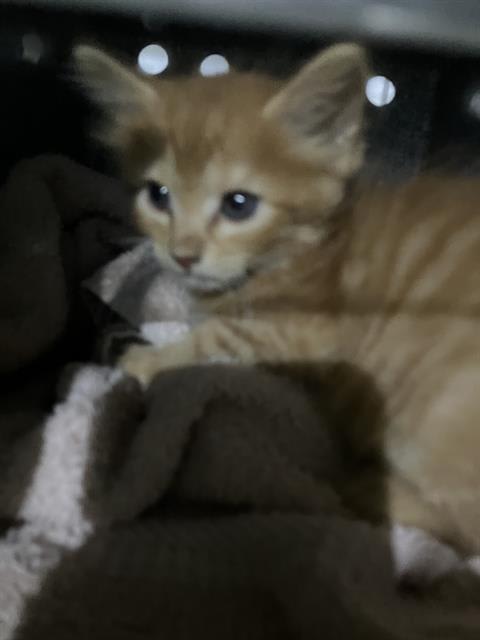 Photo of FIZZY