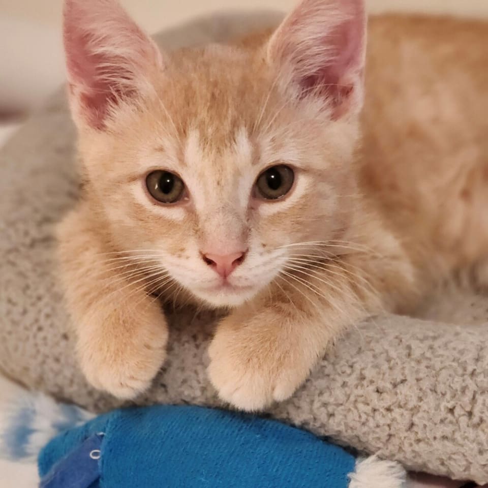 Photo of Obie