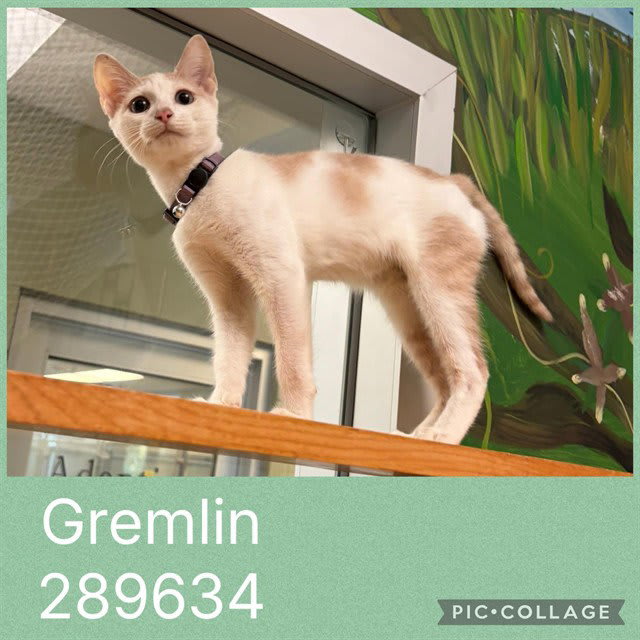 Photo of Gremlin