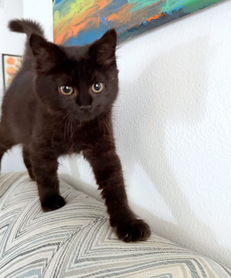 Photo of SARDINE - Foodie Kitten litter (and siblings)