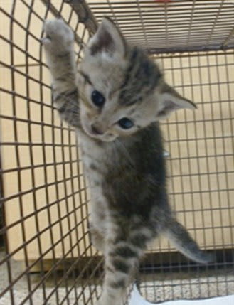 Photo of ANABELLE