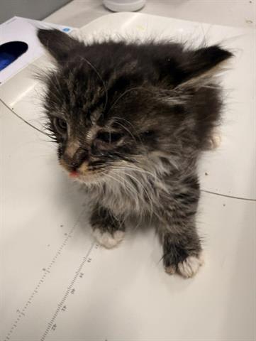 Photo of PHOENIX