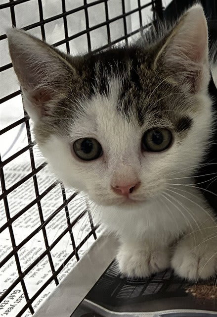 Photo of Cat