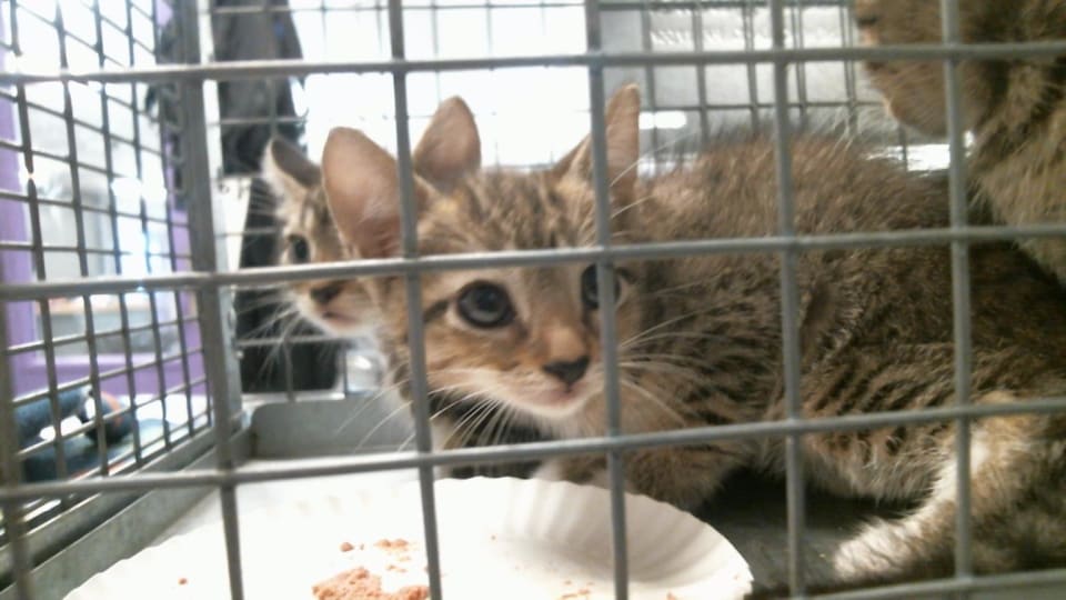 Photo of Cat