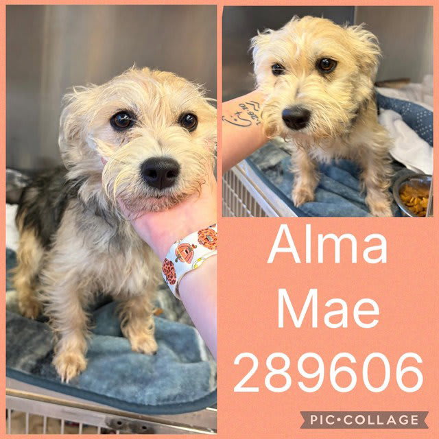 Photo of Alma Mae