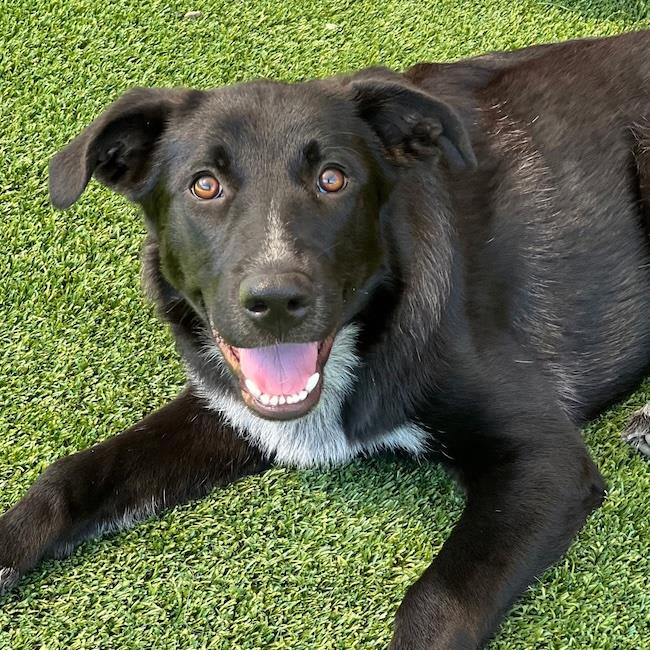 Photo of Gabi - Adopted!