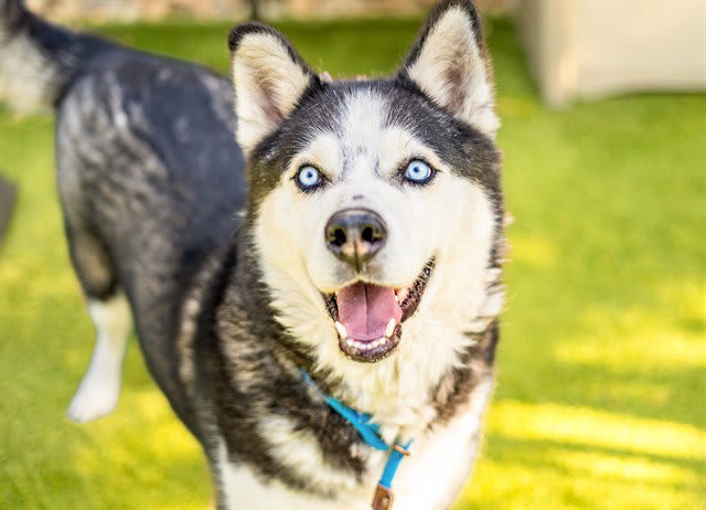 Photo of RONIN