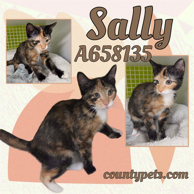 Photo of SALLY