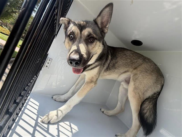 Photo of Dog