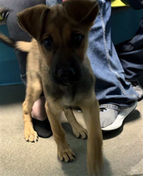 Photo of Dog