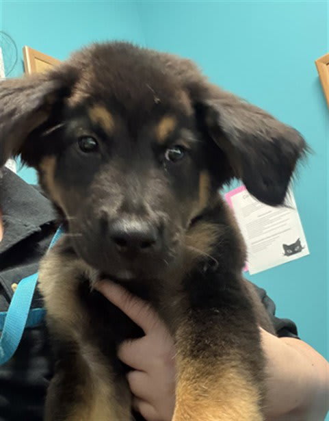 Photo of Dog
