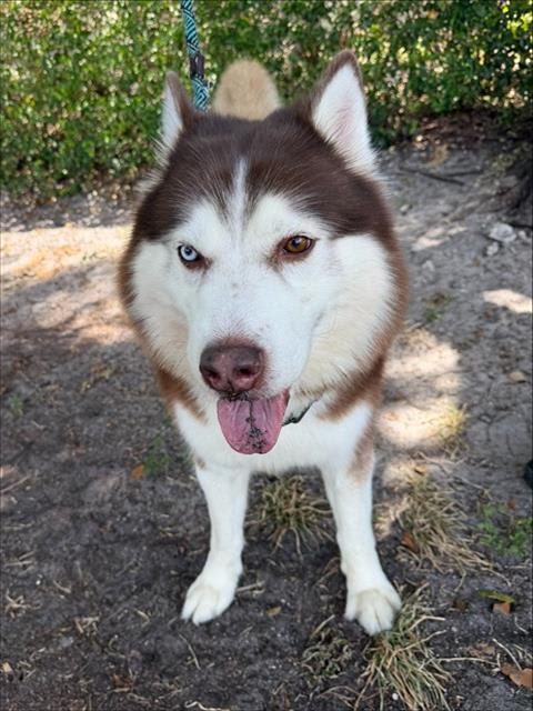 Photo of THOR