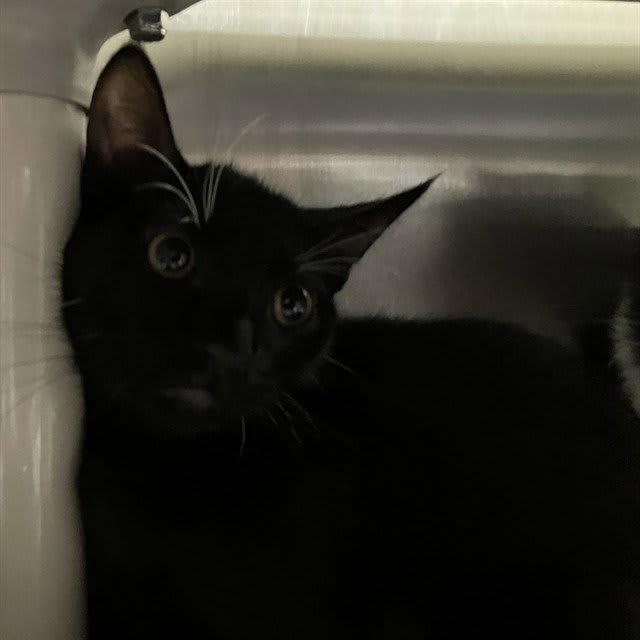 Photo of Cat