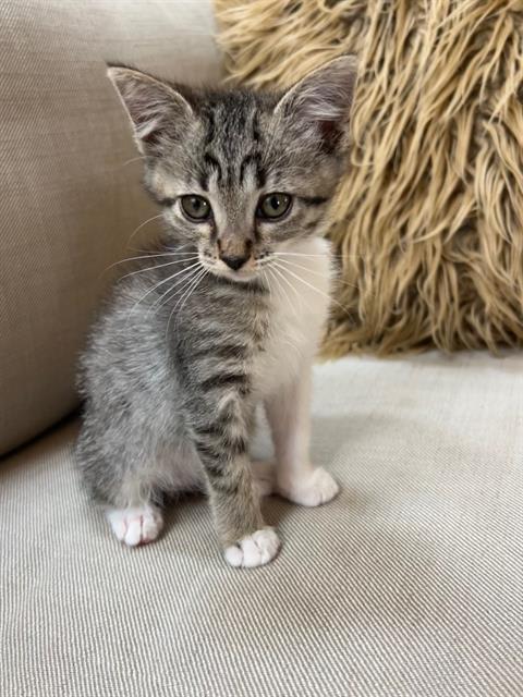 Photo of POPPY
