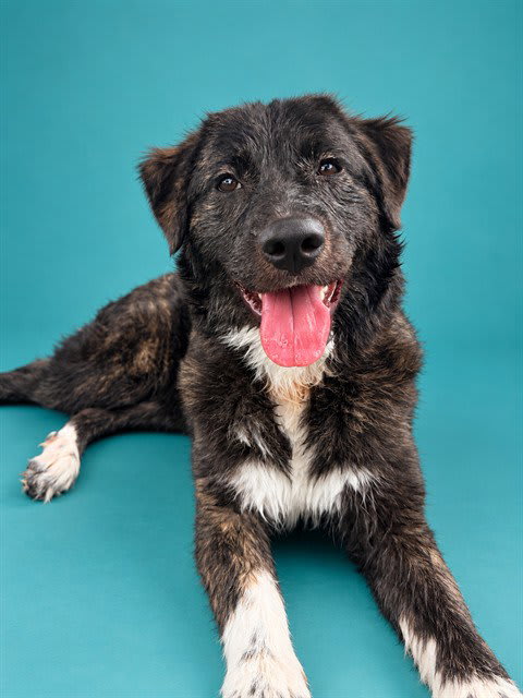 Photo of Willow