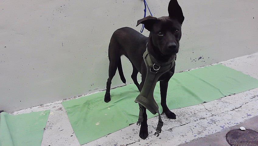 Photo of KODA