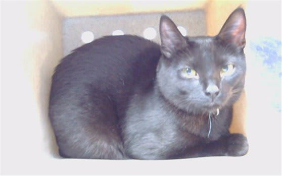 Photo of OREO